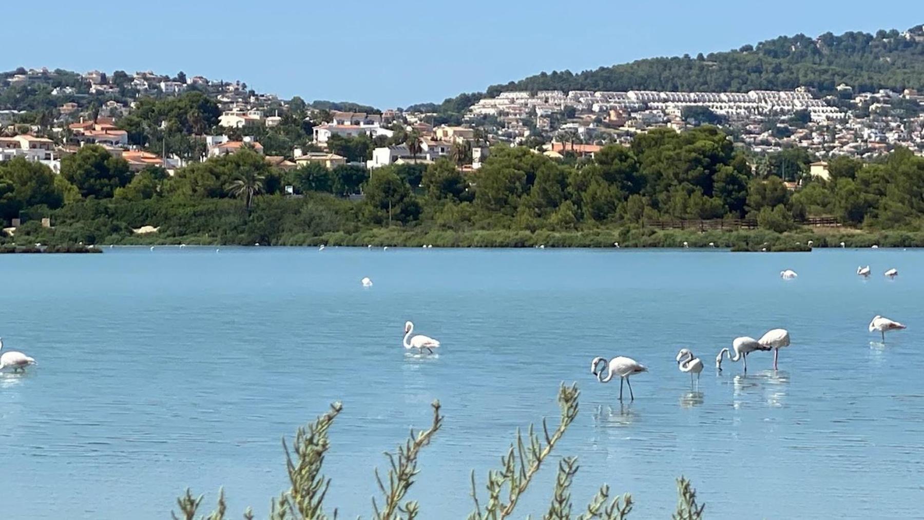 Timora Sea View New Apart' Hipocampos Calp Extérieur photo